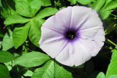 Ipomoea cairica